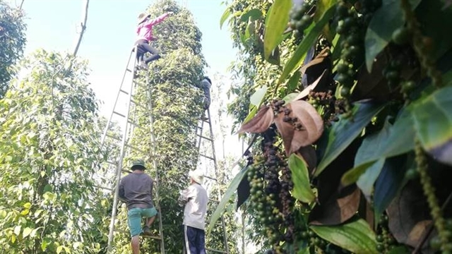 Việt Nam at risk of losing pepper export markets due to high freight costs
